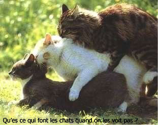 que font les chats quand ils sont seul????